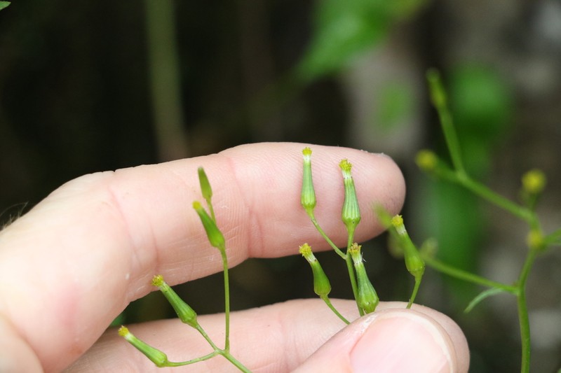 Senecio prenanthoides photo 6