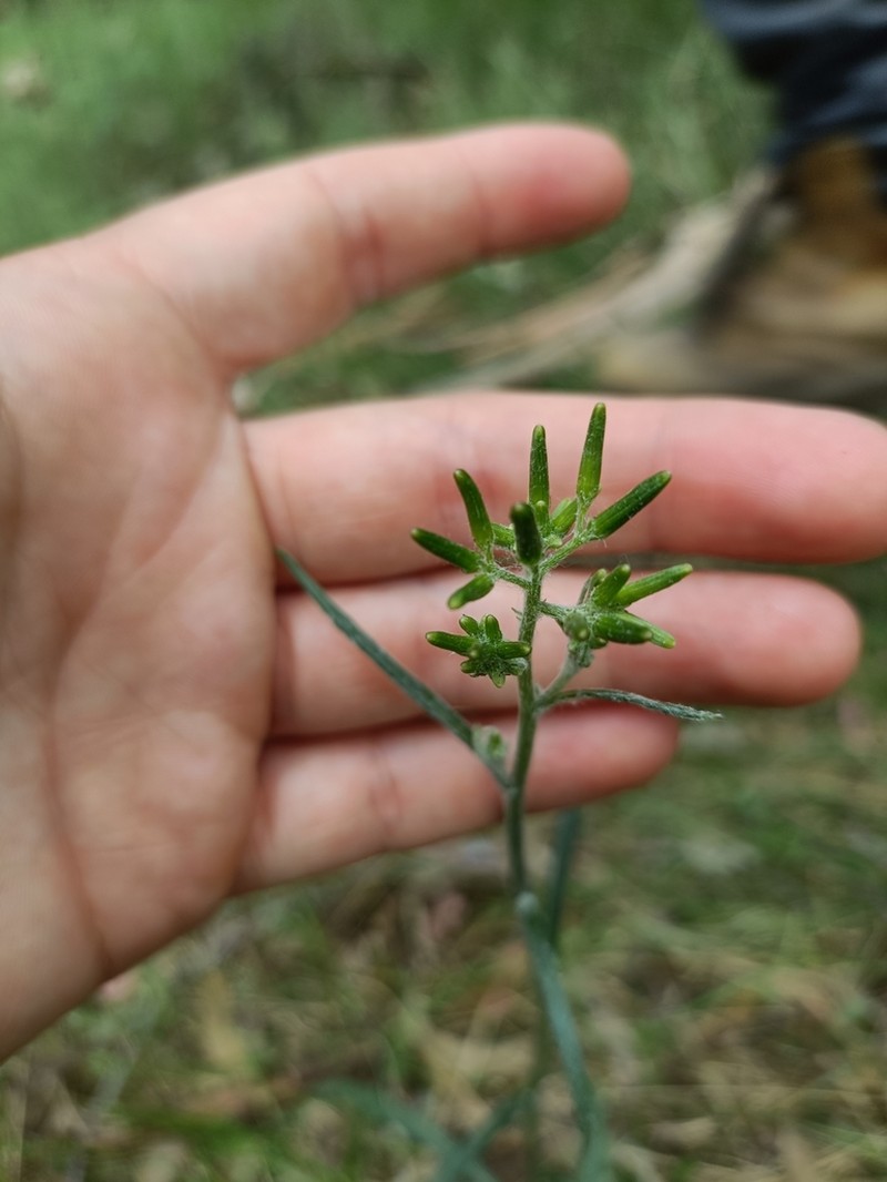 Senecio prenanthoides photo 7