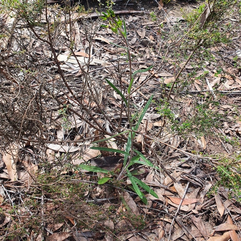 Senecio prenanthoides photo 8