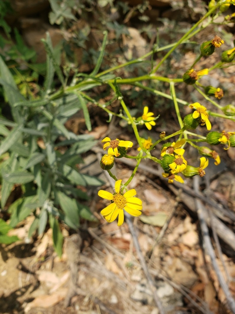 Senecio prionopterus