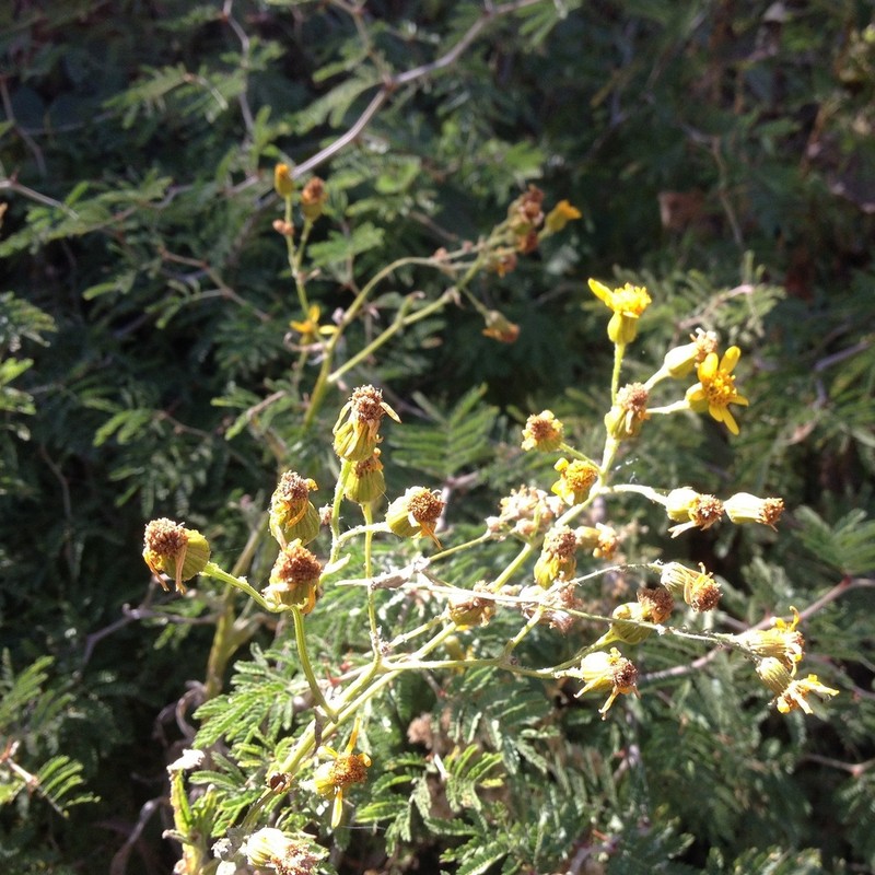 Senecio prionopterus photo 2
