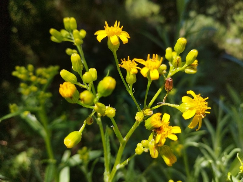 Senecio prionopterus photo 3