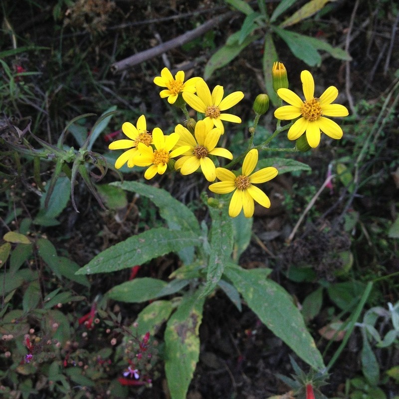 Senecio prionopterus photo 4