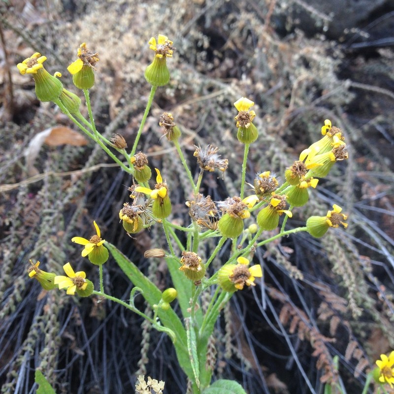 Senecio prionopterus photo 5