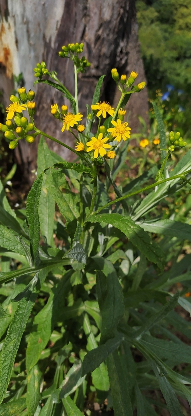 Senecio prionopterus photo 6