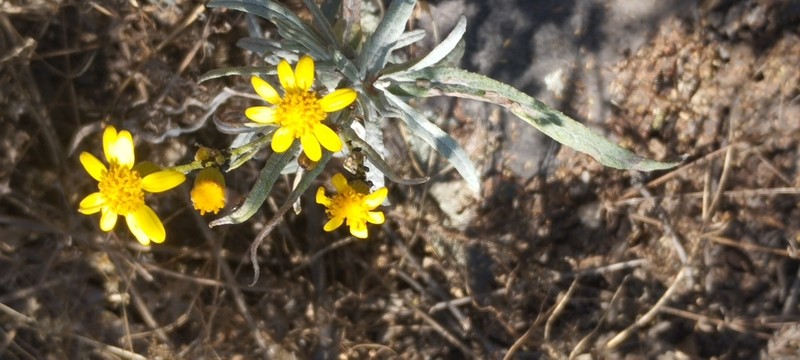 Senecio prionopterus photo 7