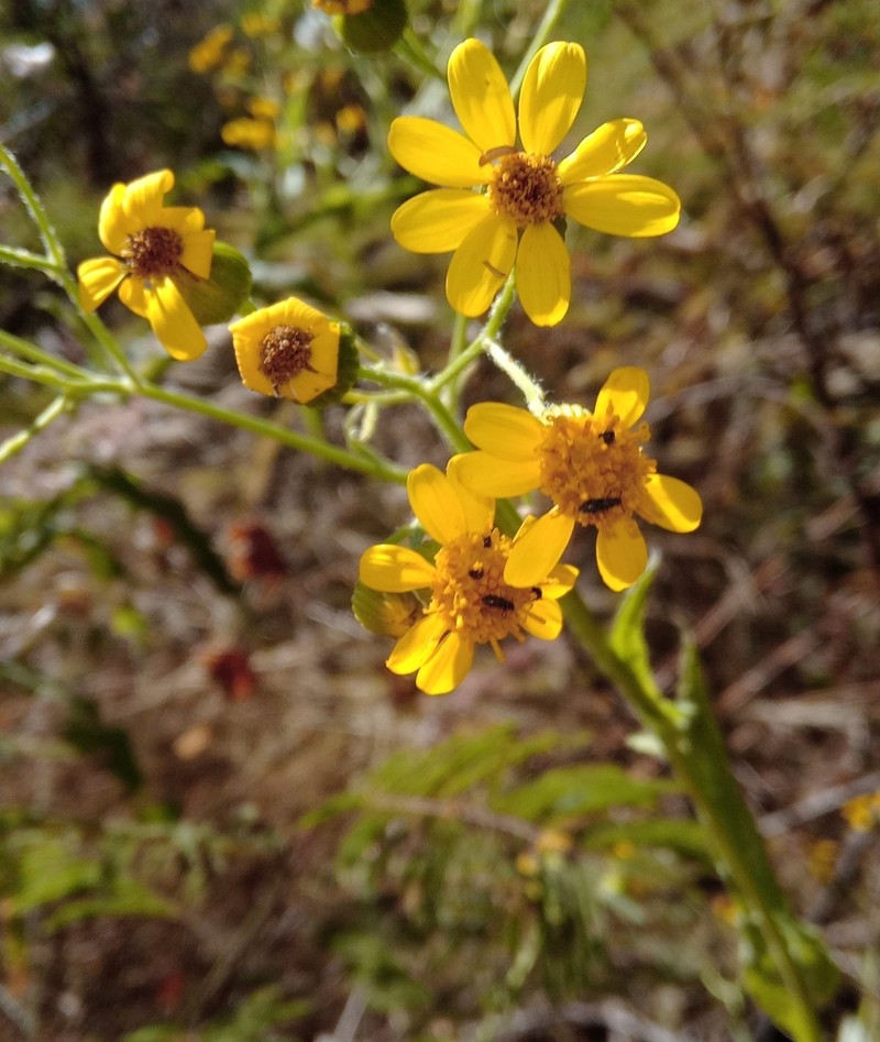 Senecio prionopterus photo 8