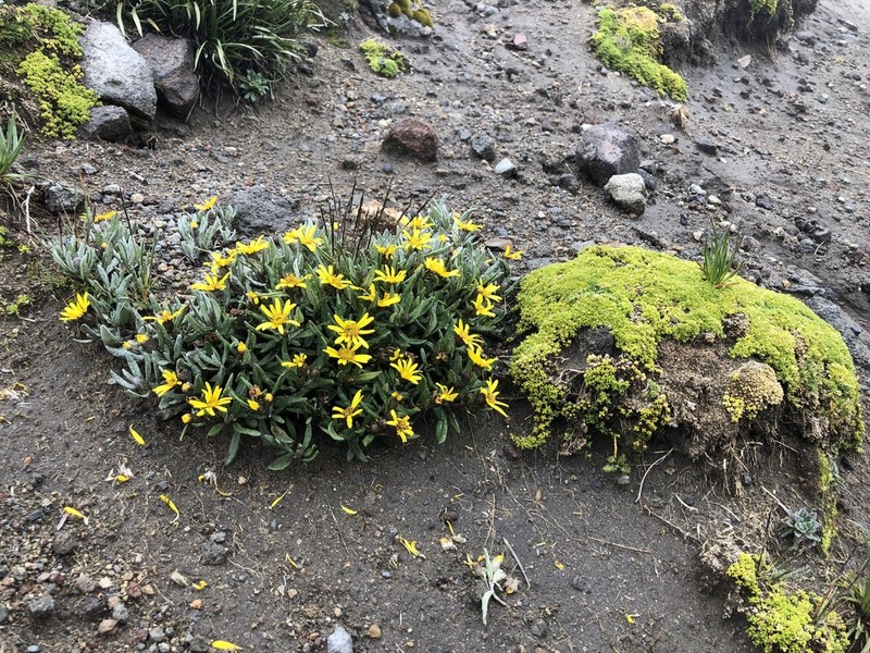 Senecio procumbens
