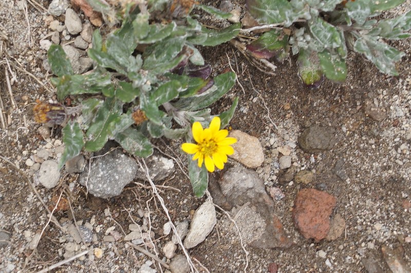 Senecio procumbens photo 2