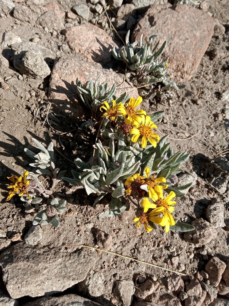 Senecio procumbens photo 3