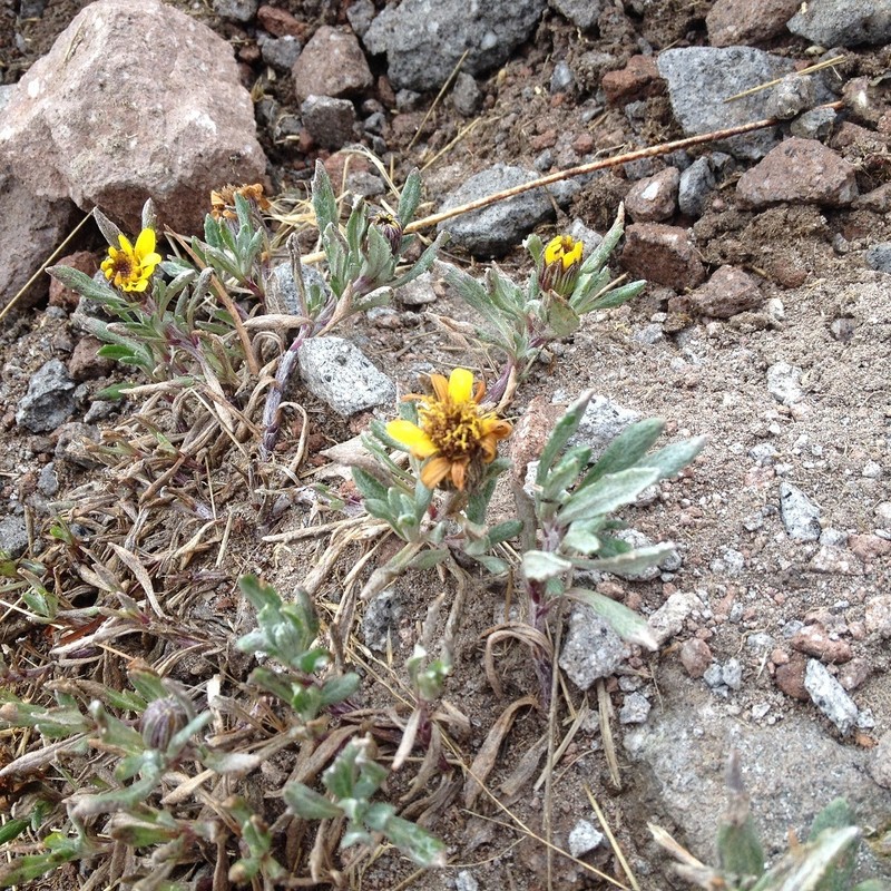 Senecio procumbens photo 4