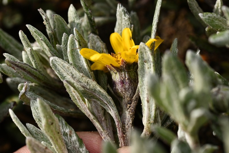 Senecio procumbens photo 5