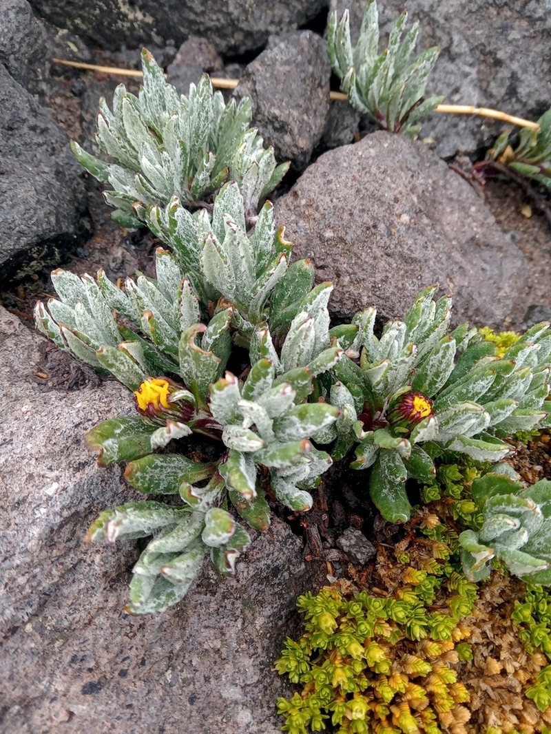 Senecio procumbens photo 6