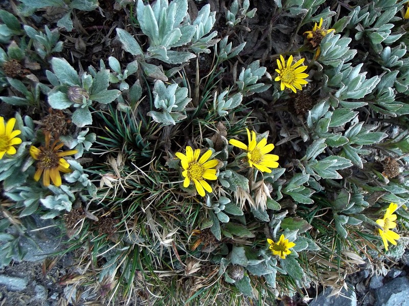 Senecio procumbens photo 7