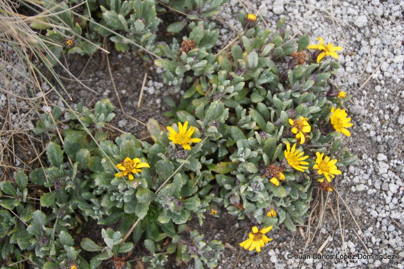 Senecio procumbens photo 8