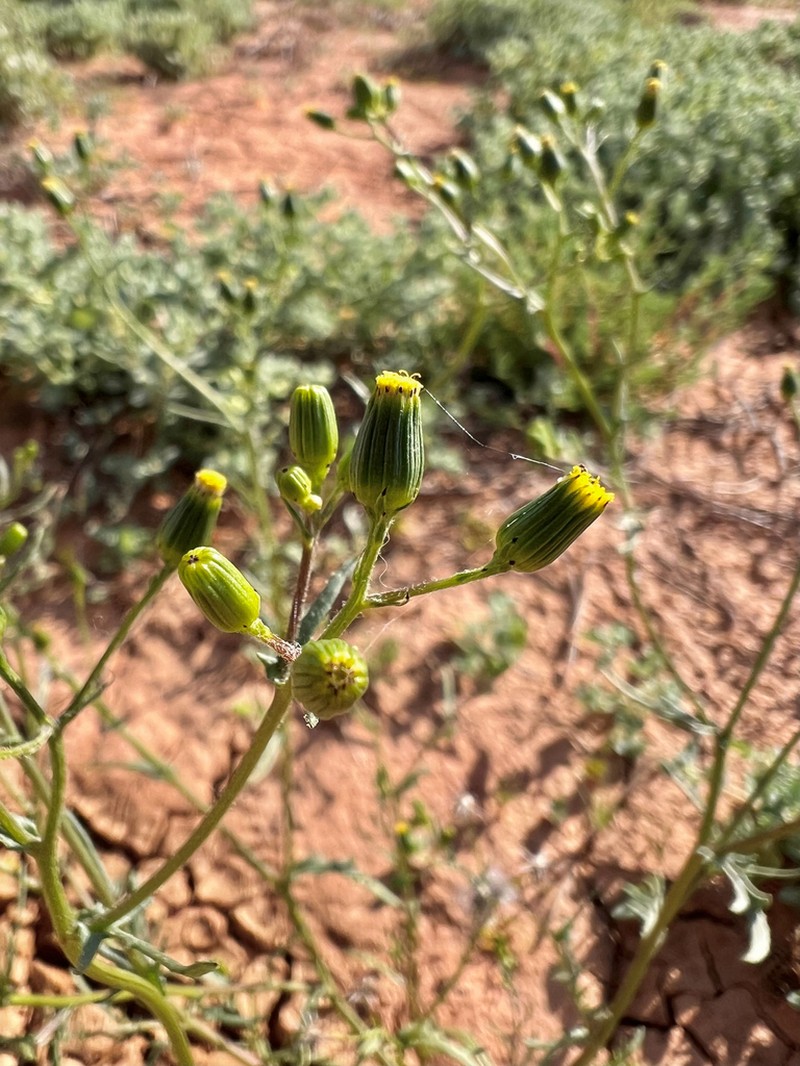 Senecio productus
