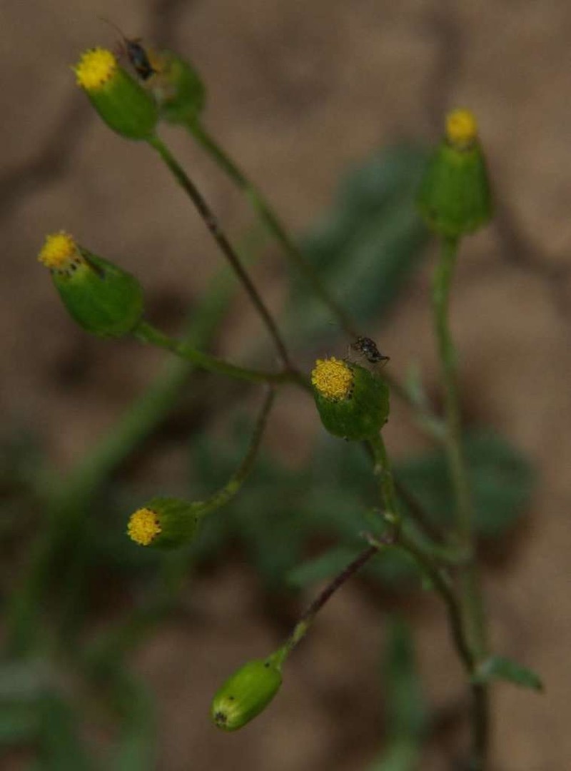 Senecio productus photo 2