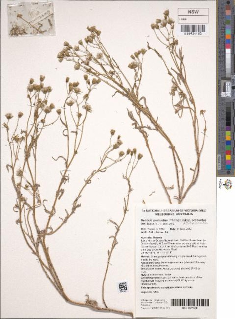 Senecio productus subsp. productus