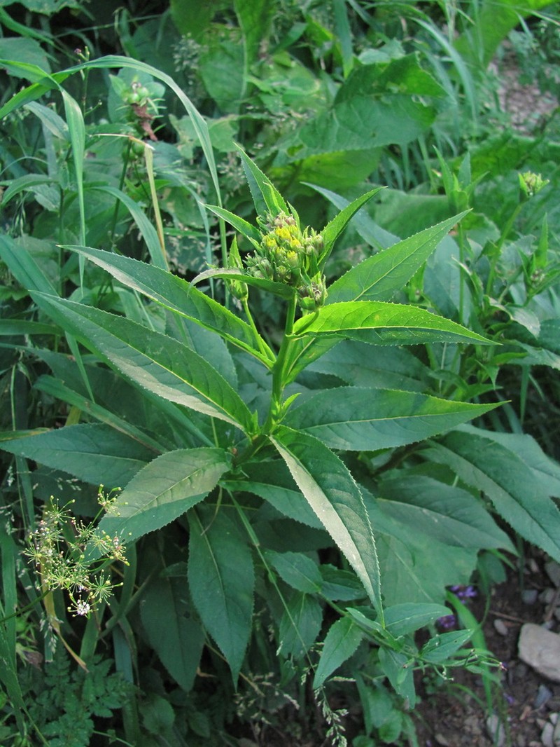 Senecio propinquus