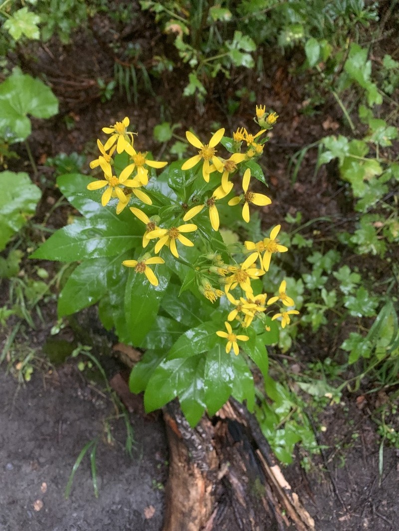 Senecio propinquus photo 2