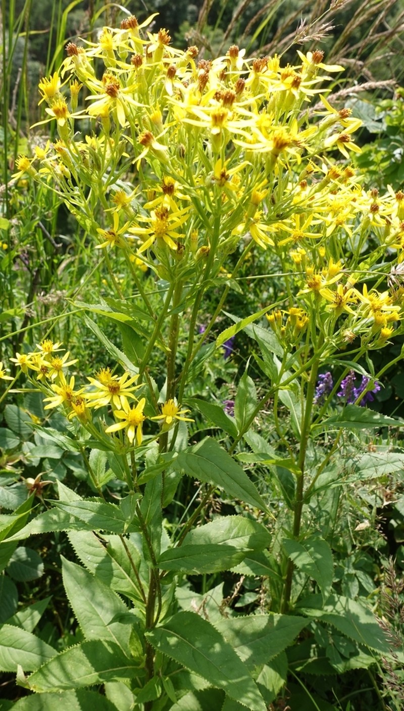 Senecio propinquus photo 3