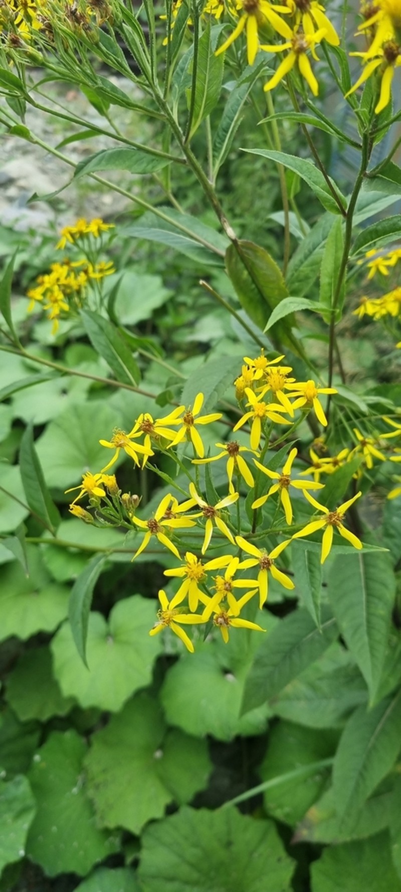Senecio propinquus photo 4