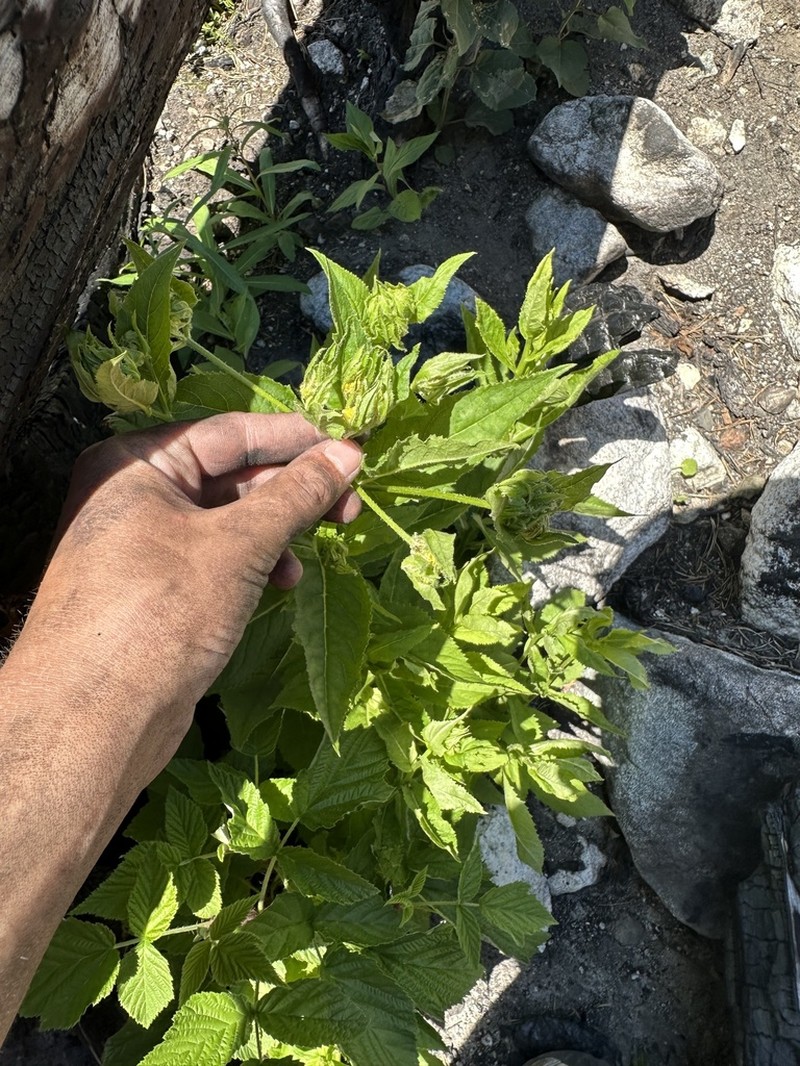 Senecio propinquus photo 5