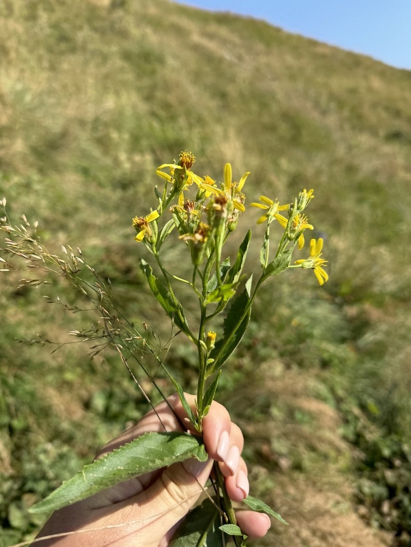 Senecio propinquus photo 6