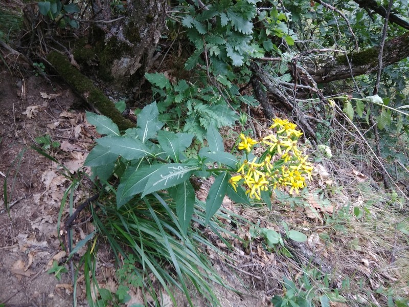 Senecio propinquus photo 7