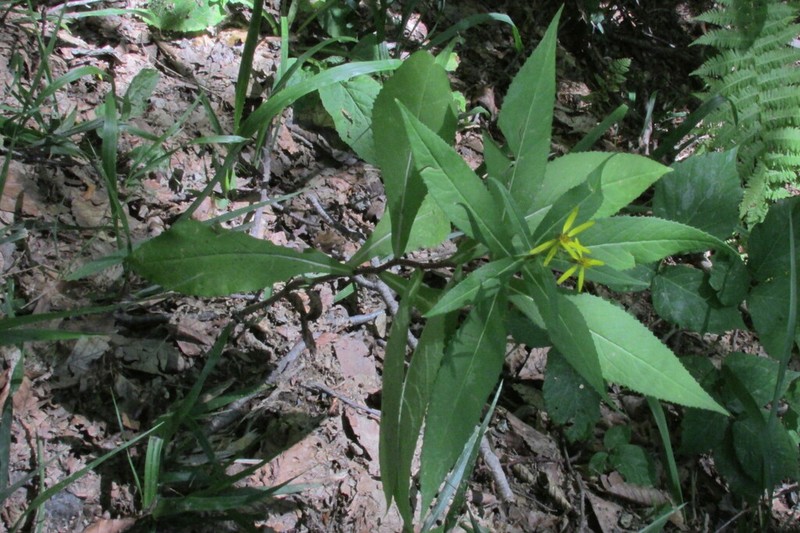 Senecio propinquus photo 8