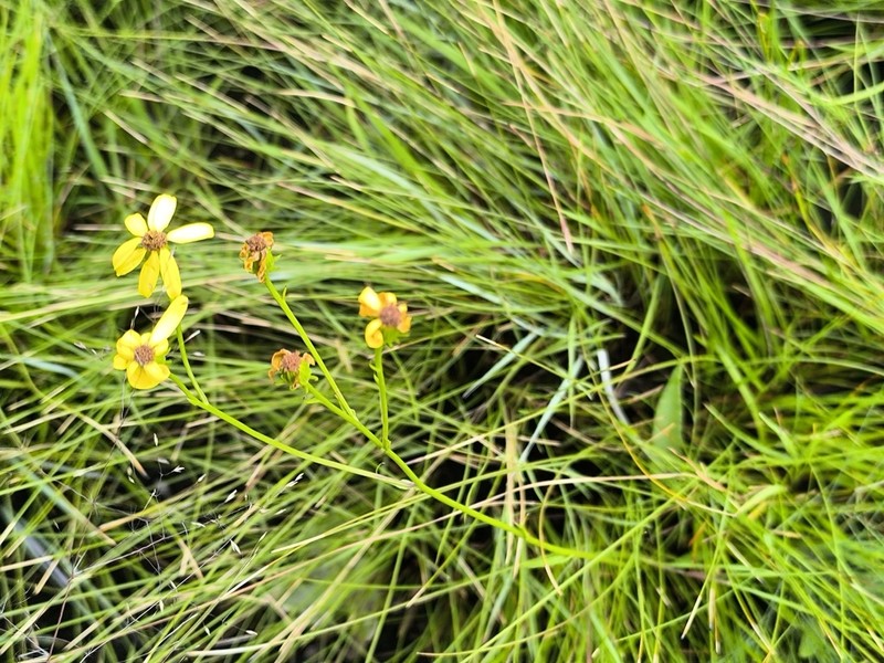 Senecio propior