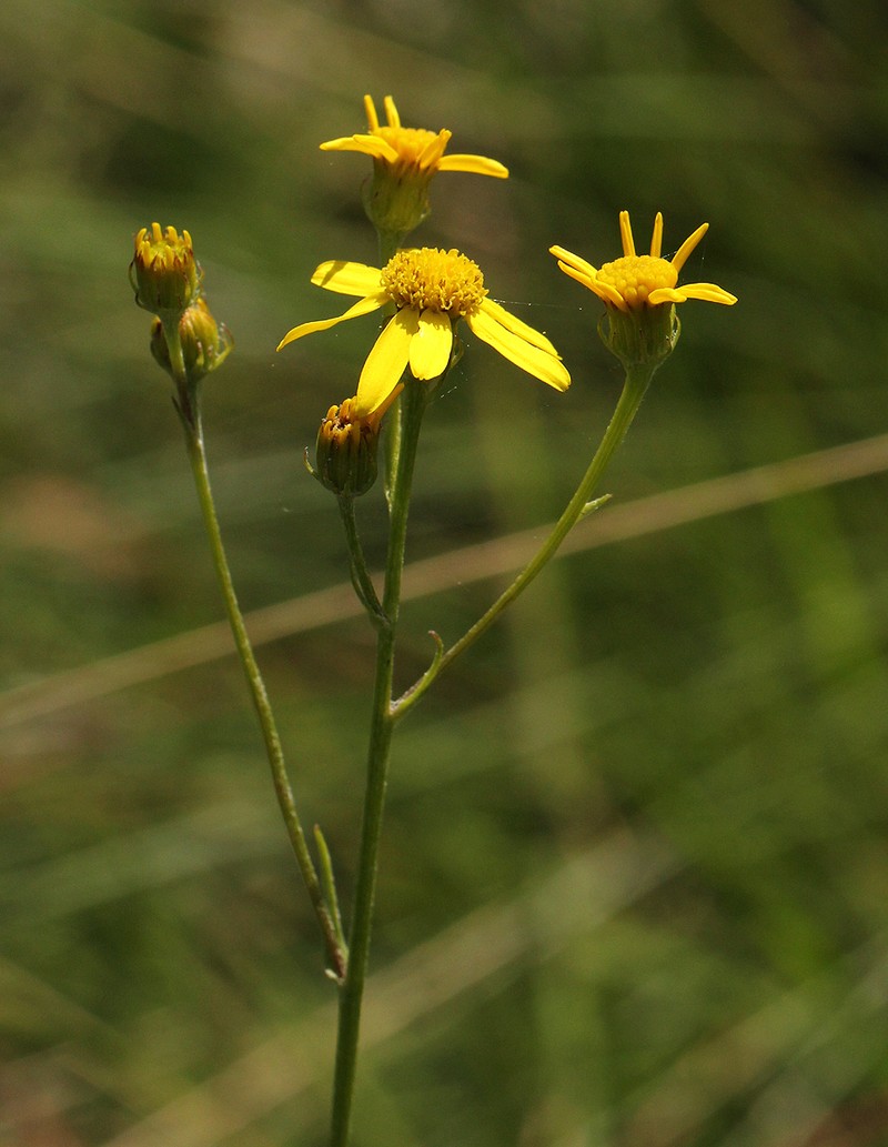 Senecio propior photo 3