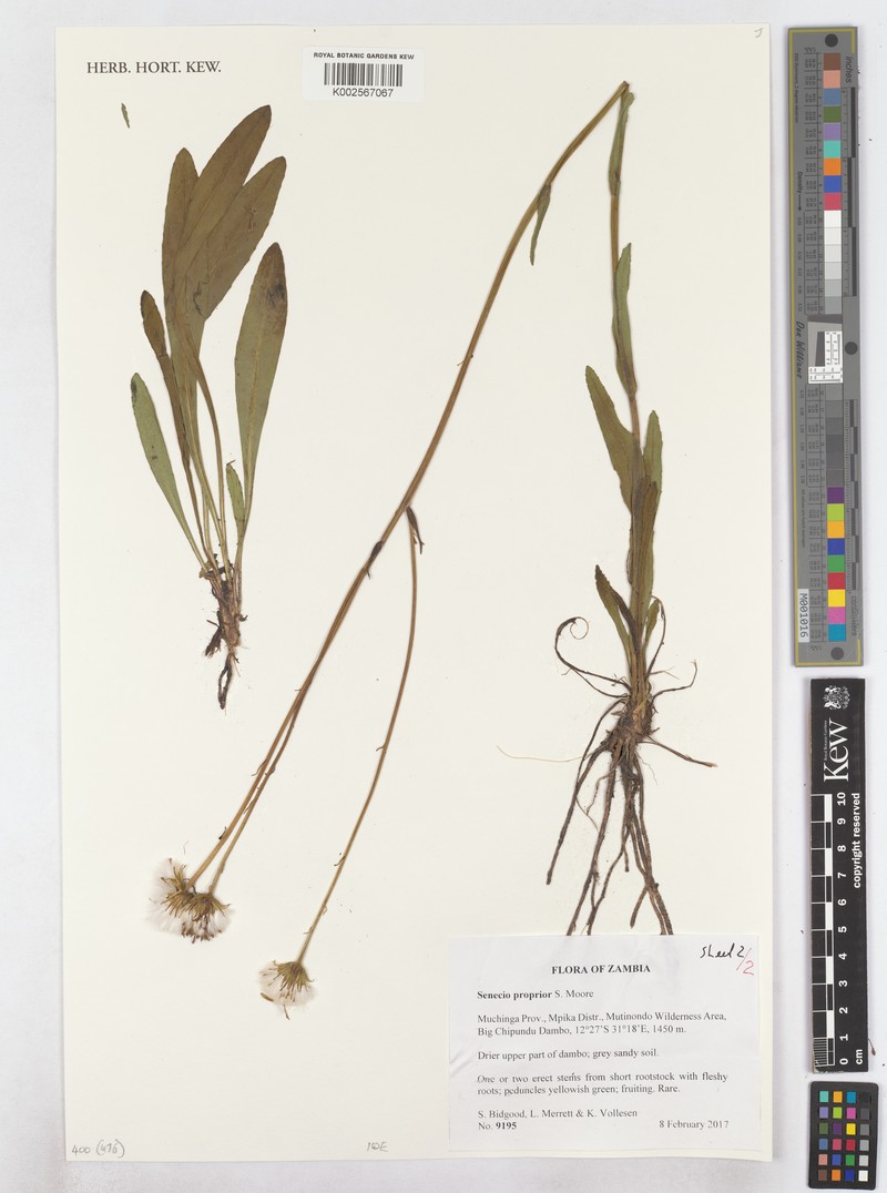 Senecio propior photo 5