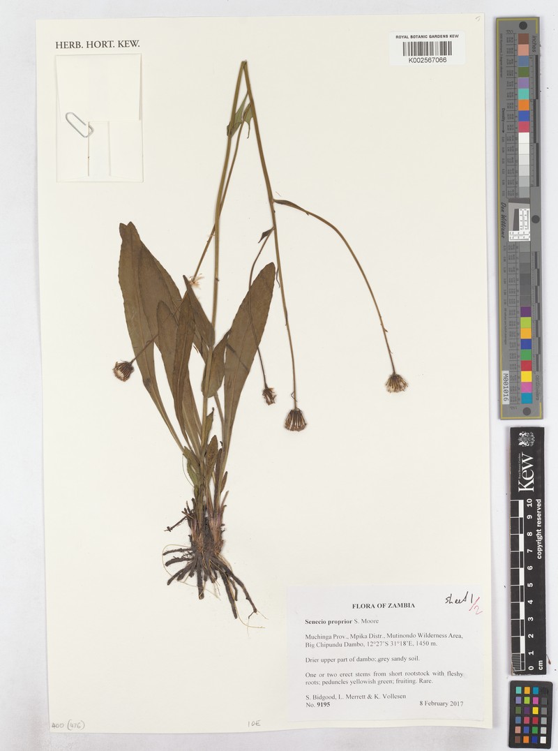 Senecio propior photo 6