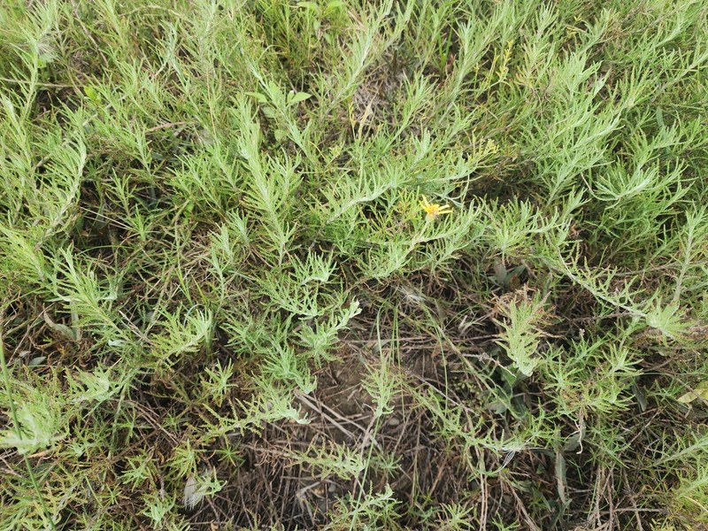 Senecio prostratus