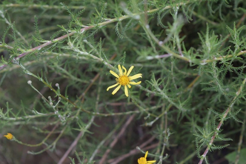 Senecio prostratus photo 3