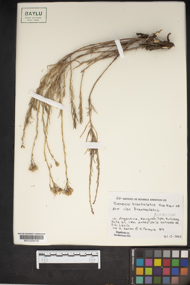 Senecio proteus