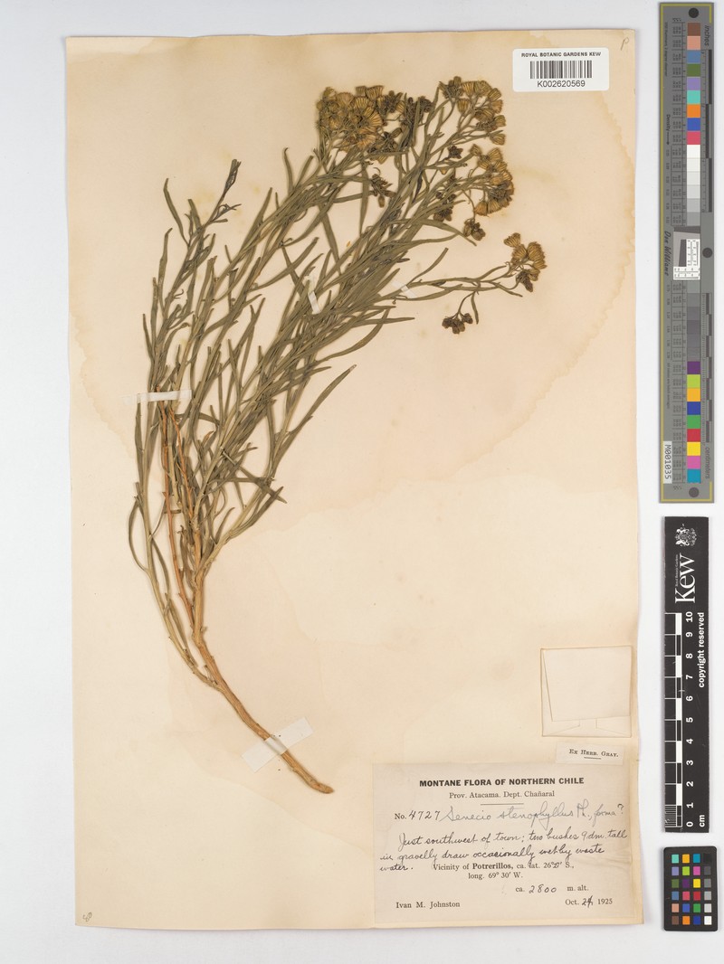 Senecio proteus photo 3