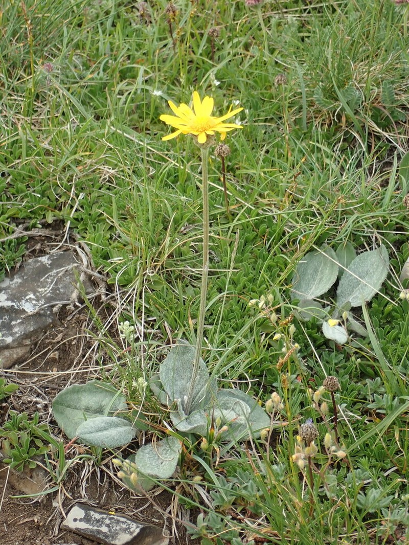 Senecio provincialis