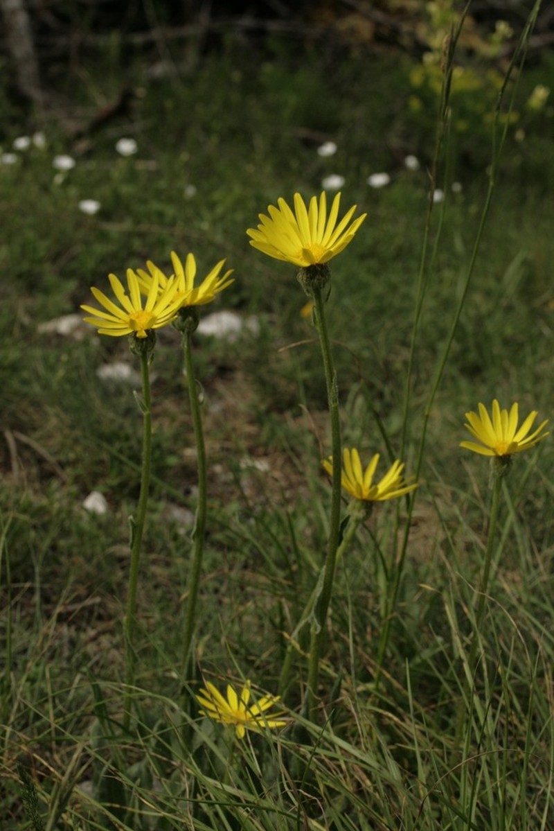 Senecio provincialis photo 2