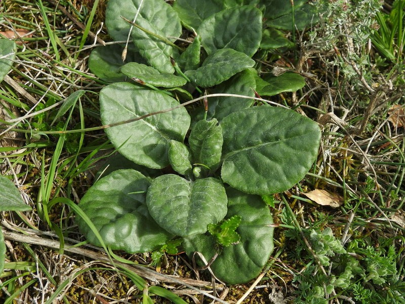Senecio provincialis photo 3