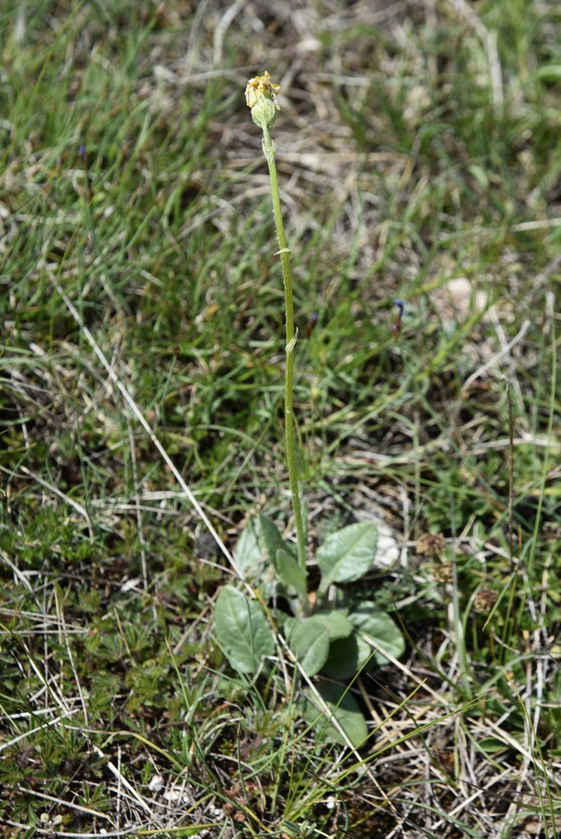 Senecio provincialis photo 4