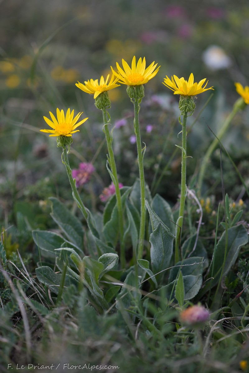 Senecio provincialis photo 5