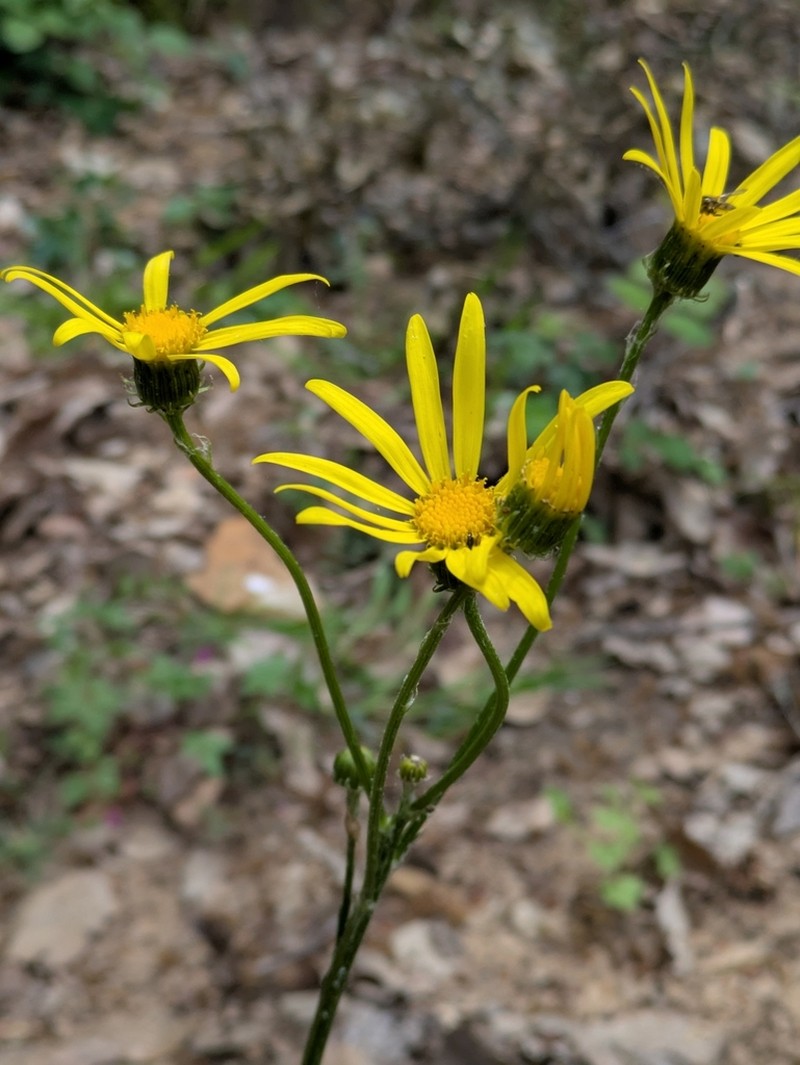 Senecio provincialis photo 6
