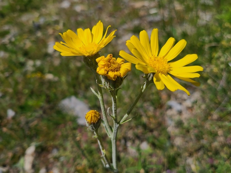 Senecio provincialis photo 7