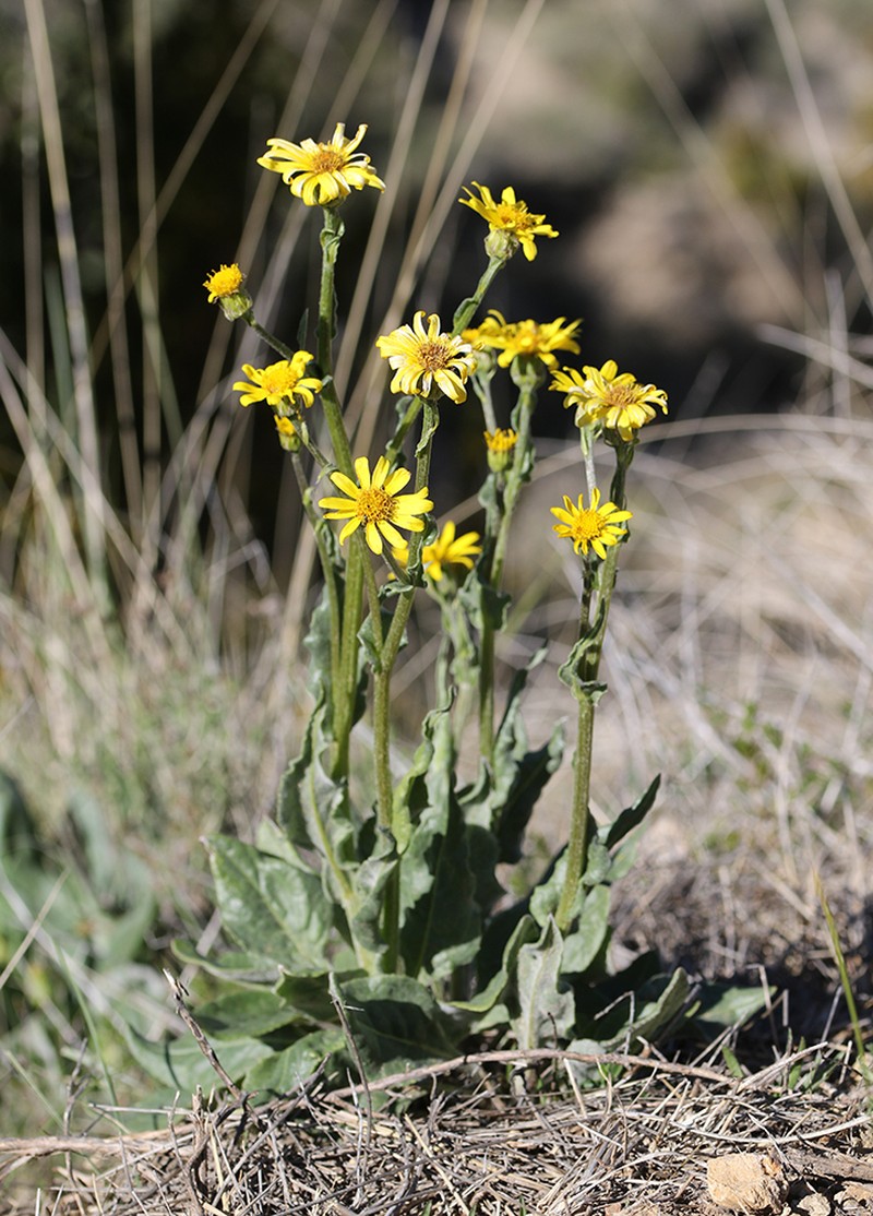 Senecio provincialis photo 8