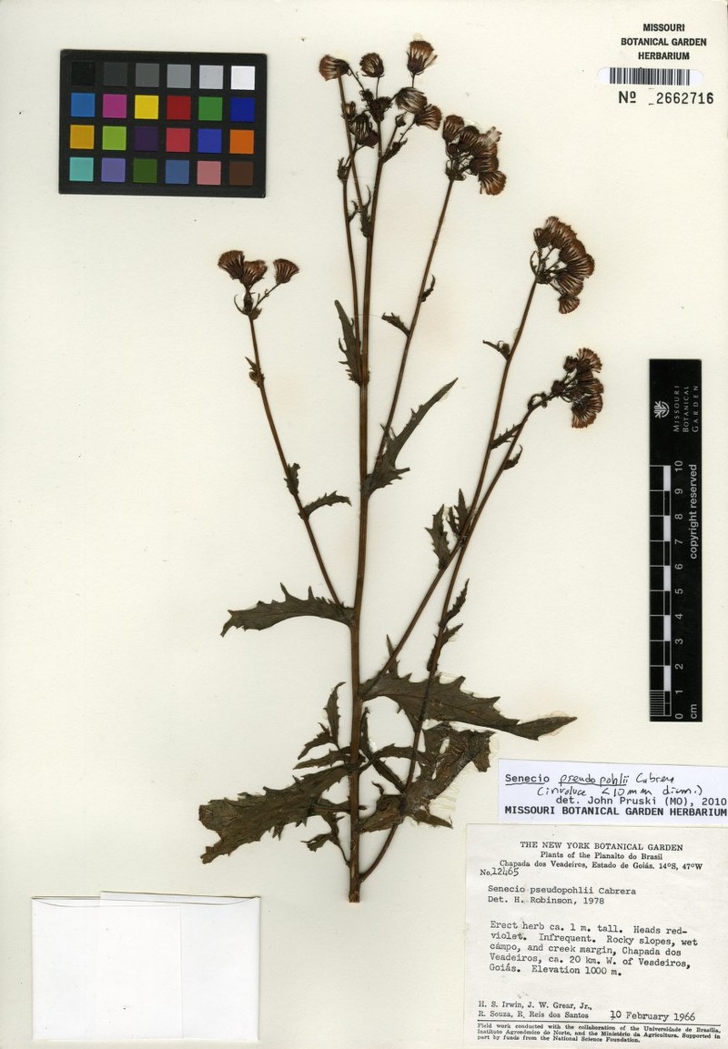 Senecio pseudaspericaulis