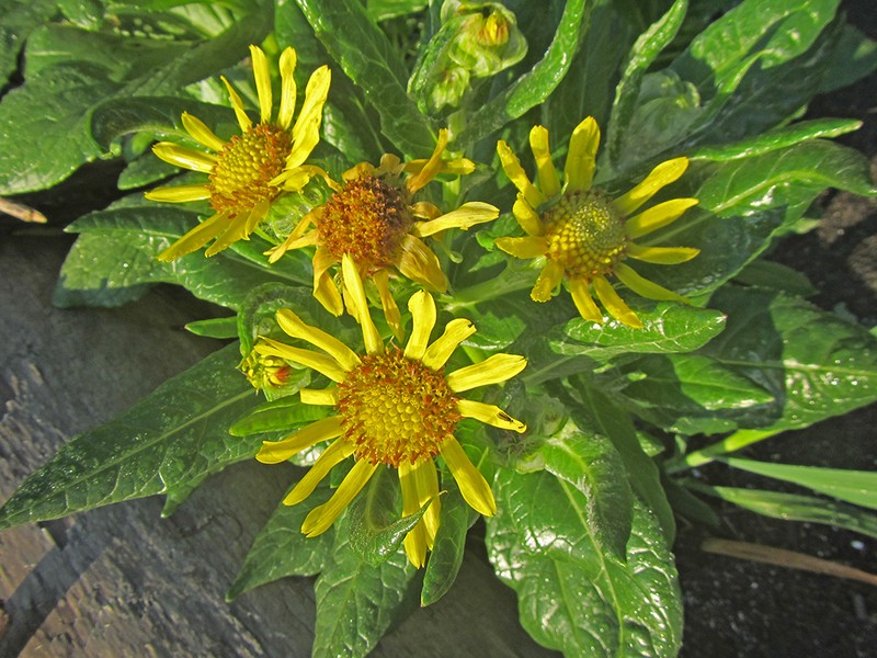 Seaside Ragwort photo 5