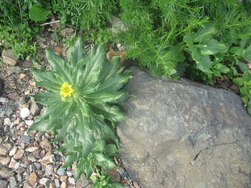 Seaside Ragwort photo 2