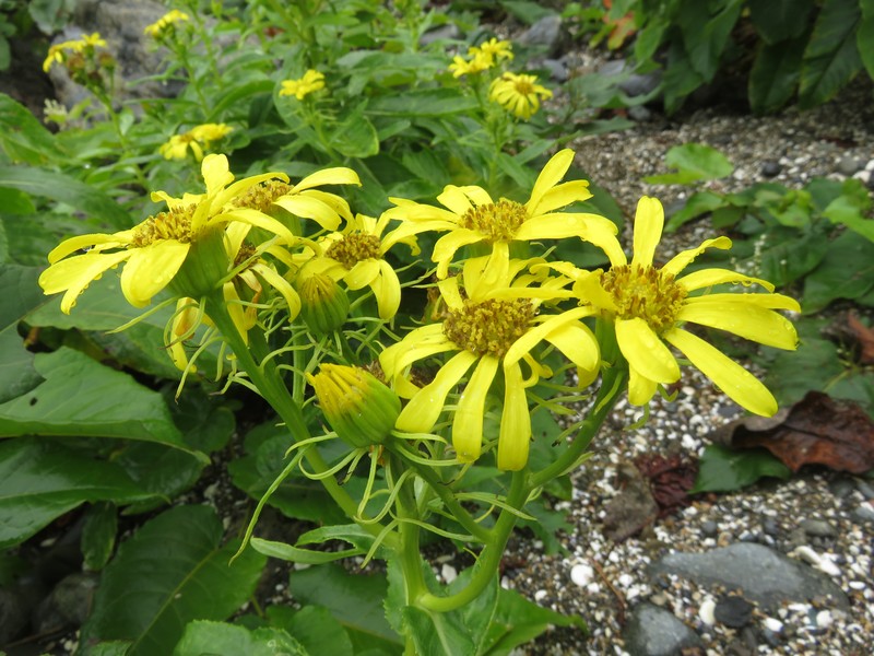 Seaside Ragwort photo 3